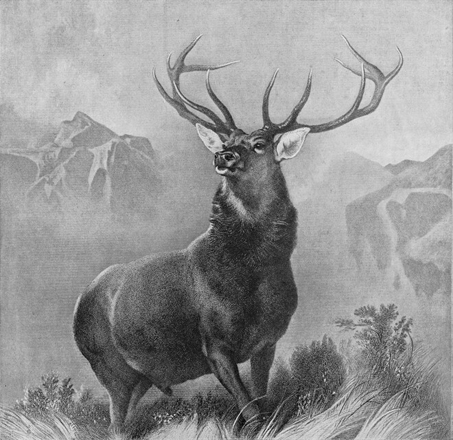 The monarch of the glen