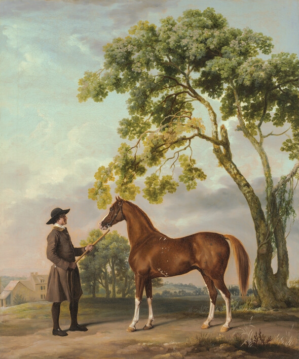 Lord Grosvenor’s Arabian stallion with a groom